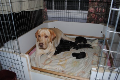 Bryndal and pups May 18, 2011