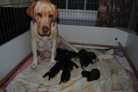 Bryndal with pups May 18, 2011