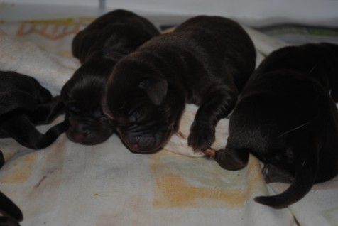 Bryndal's pups May 20, 2011